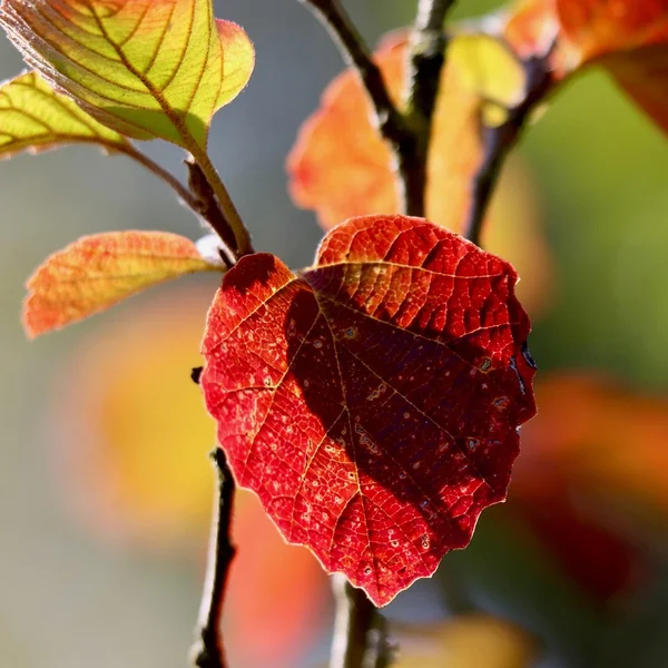 英雄联盟下注棋牌游戏